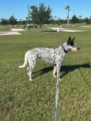 Lost Female Dog last seen World Equestrian Center , Ocala, FL 34482