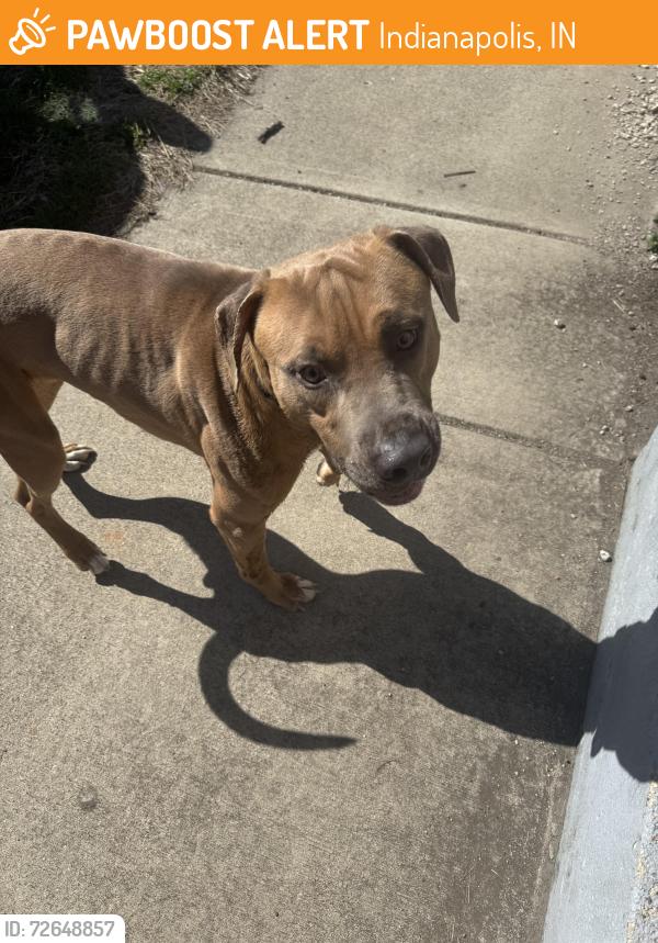 Found/Stray Male Dog last seen Southeastern + state Ave , Indianapolis, IN 46203