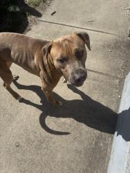 Found/Stray Male Dog last seen Southeastern + state Ave , Indianapolis, IN 46203
