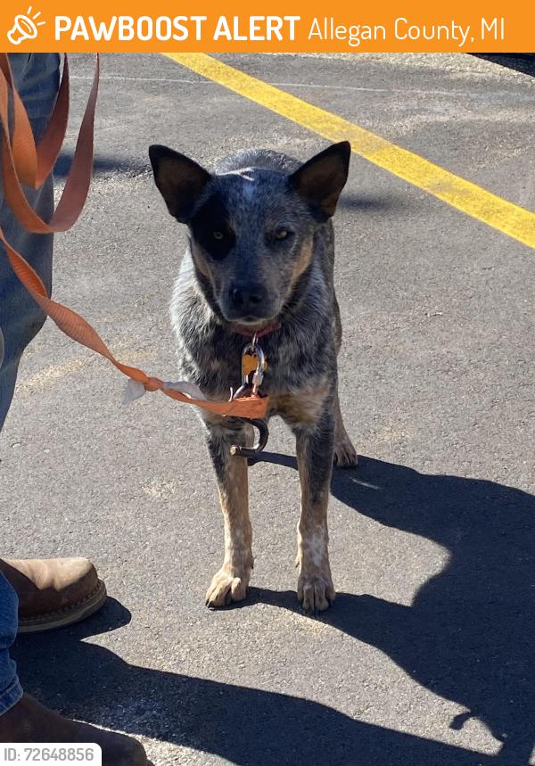 Found/Stray Female Dog last seen Fennville Public Schools , Allegan County, MI 49408