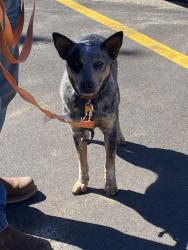 Found/Stray Female Dog last seen Fennville Public Schools , Allegan County, MI 49408