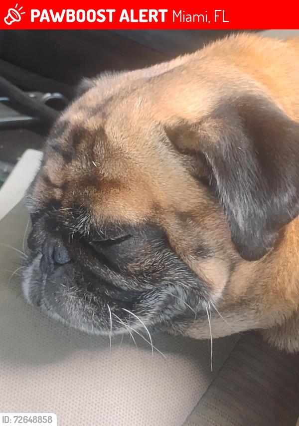 Lost Male Dog last seen Near Av   calle 56 de miami, Miami, FL 33127