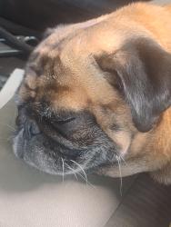 Lost Male Dog last seen Near Av   calle 56 de miami, Miami, FL 33127