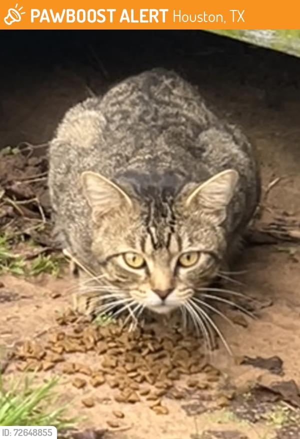 Found/Stray Unknown Cat last seen Grant and Telge, Houston, TX 77429