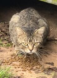 Found/Stray Unknown Cat last seen Grant and Telge, Houston, TX 77429