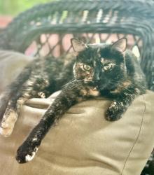 Lost Female Cat last seen Wiley Bridge Road, Woodstock, GA 30188