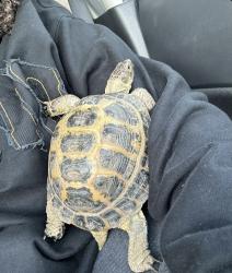 Found/Stray Male Reptile last seen Texana center; 5310 Airport Ave Rosenberg, TX  77471 United States, Rosenberg, TX 77471