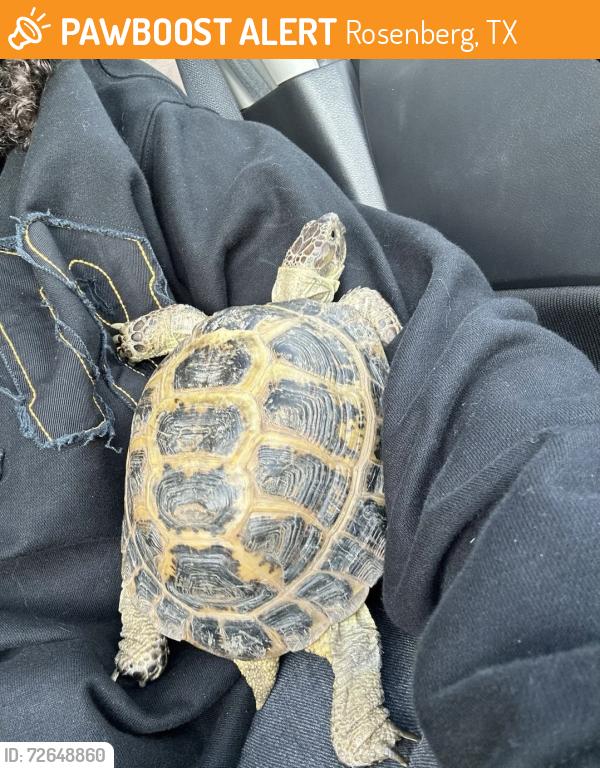 Found/Stray Male Reptile last seen Texana center; 5310 Airport Ave Rosenberg, TX  77471 United States, Rosenberg, TX 77471