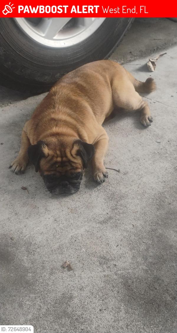 Lost Male Dog last seen Near Av   calle 56 de miami, West End, FL 33185