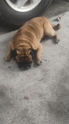 Lost Male Dog last seen Near Av   calle 56 de miami, West End, FL 33185