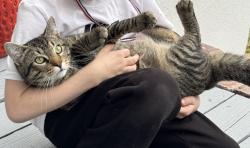 Lost Male Cat last seen Royal road, St. Augustine, FL 32086