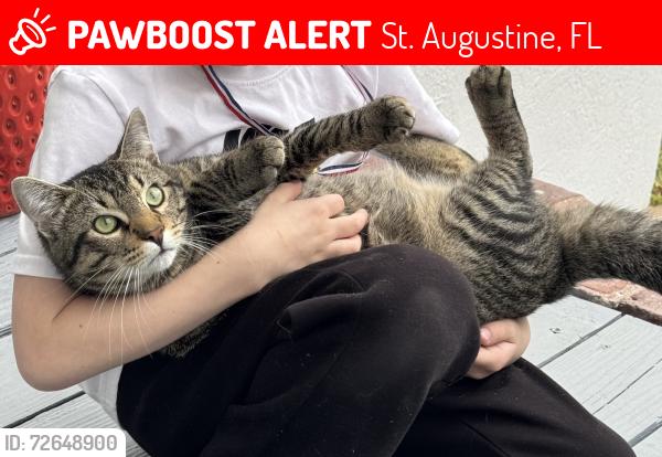 Lost Male Cat last seen Royal road, St. Augustine, FL 32086