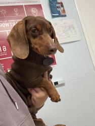 Lost Male Dog last seen Tucson ave , Modesto, CA 95358
