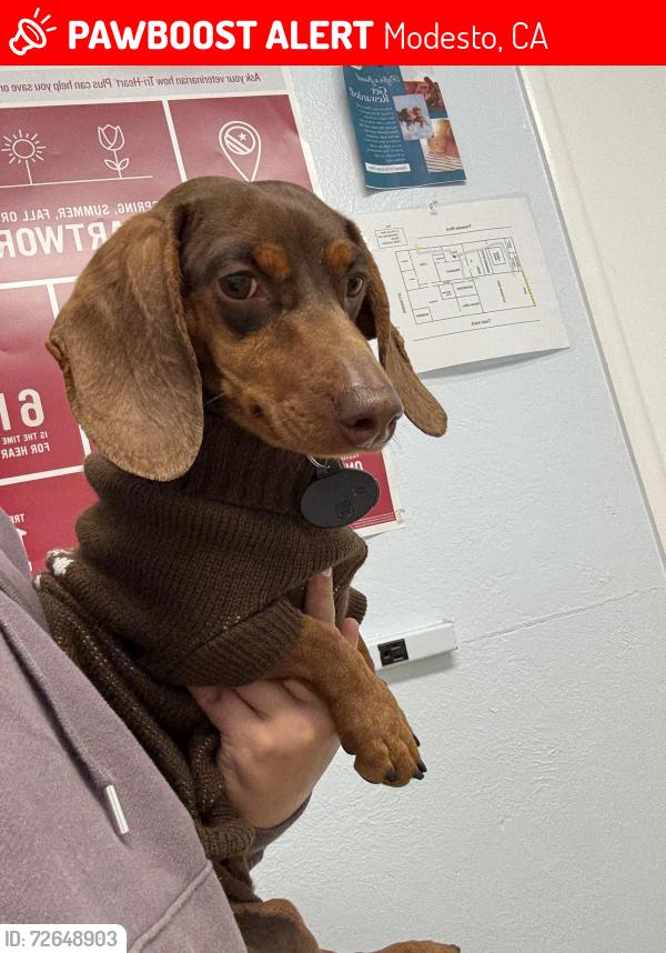 Lost Male Dog last seen Tucson ave , Modesto, CA 95358