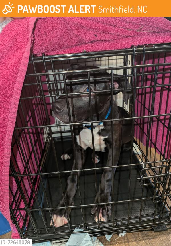 Found/Stray Male Dog last seen River Rd , Smithfield, NC 27520