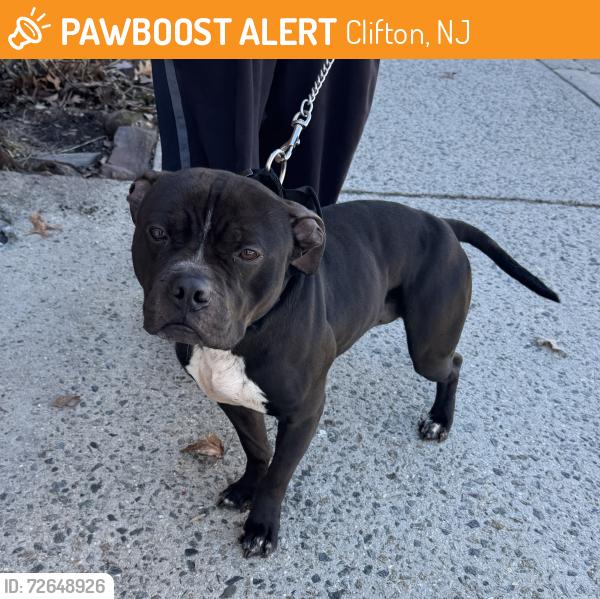 Found/Stray Male Dog last seen Botany village - center st area , Clifton, NJ 07011