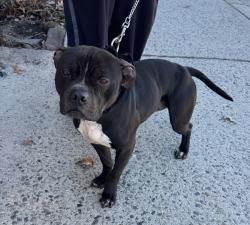 Found/Stray Male Dog last seen Botany village - center st area , Clifton, NJ 07011