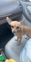 Lost Female Dog last seen Near n Chestnut St toph wa, Toppenish, WA 98948