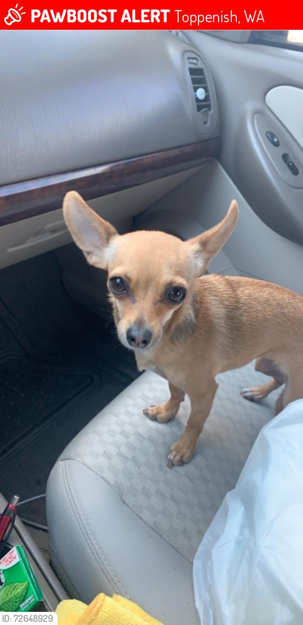 Lost Female Dog last seen Near n Chestnut St toph wa, Toppenish, WA 98948