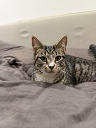 Found/Stray Female Cat last seen Bromley my bow tube station , Greater London, England E3 3ZD
