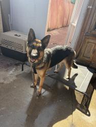 Found/Stray Female Dog last seen 92nd street, Los Angeles, CA 90011