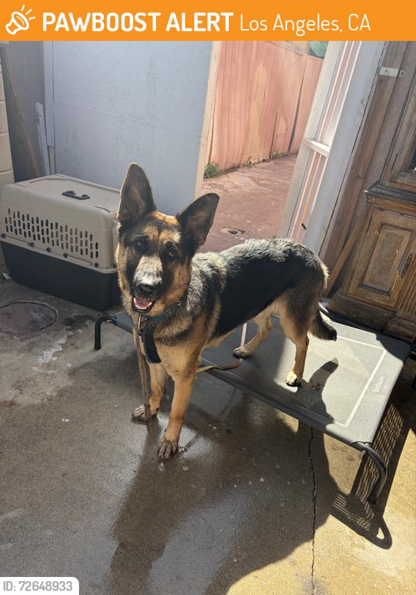 Found/Stray Female Dog last seen 92nd street, Los Angeles, CA 90011