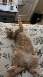 Lost Male Cat last seen Tom’s, Bobby’s Food Mart, Mr. Handyman, Lizella, GA 31052