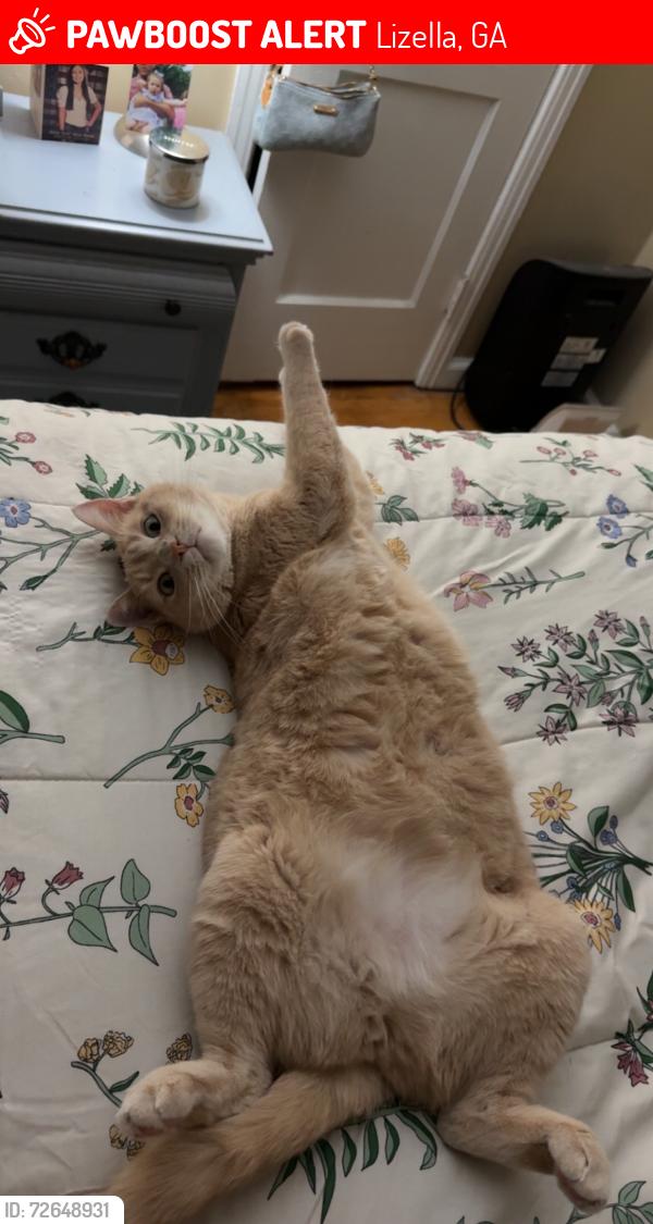 Lost Male Cat last seen Tom’s, Bobby’s Food Mart, Mr. Handyman, Lizella, GA 31052