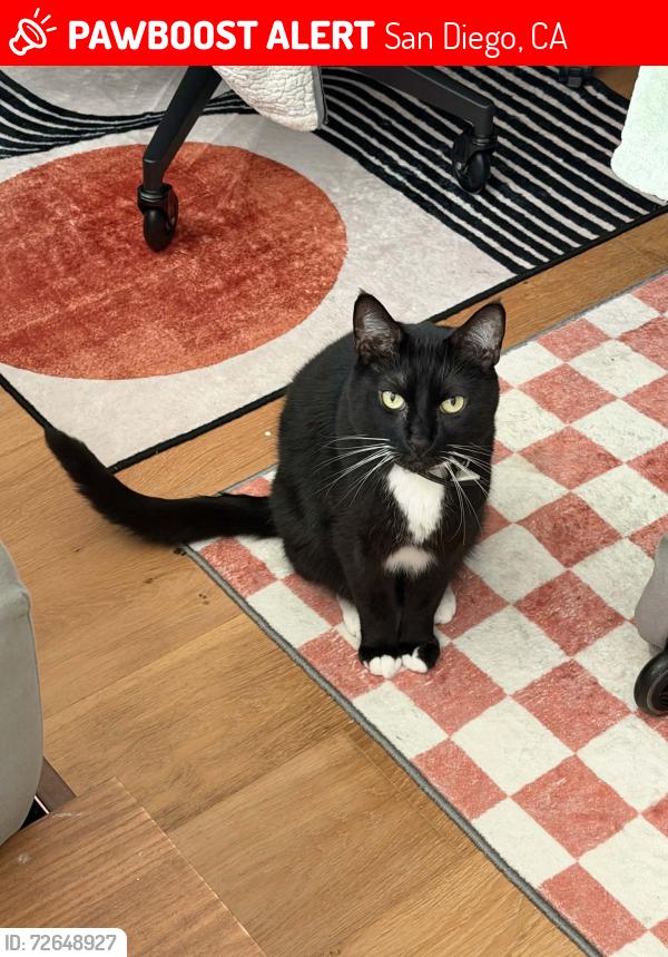 Lost Male Cat last seen Zapata Avenue and Camino Ruiz, San Diego, CA 92126