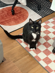 Lost Male Cat last seen Zapata Avenue and Camino Ruiz, San Diego, CA 92126