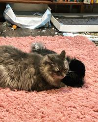 Lost Male Cat last seen 4th street and Wellesley , Royal Oak, MI 48067