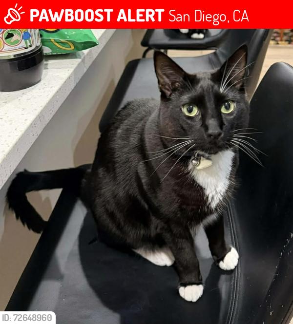 Lost Male Cat last seen Zapata Avenue and Camino Ruiz, San Diego, CA 92126