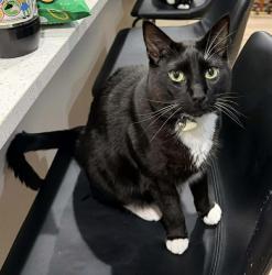 Lost Male Cat last seen Zapata Avenue and Camino Ruiz, San Diego, CA 92126