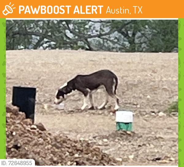 Found/Stray Male Dog last seen Near Jackie Robinson St - construction site. Then ran further up the street., Austin, TX 78721