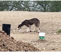 Found/Stray Male Dog last seen Near Jackie Robinson St - construction site. Then ran further up the street., Austin, TX 78721
