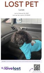 Lost Male Dog last seen Paws Park , Perris Ca , Perris, CA 92571