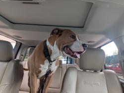 Found/Stray Male Dog last seen Chateau woods, Conroe , Chateau Woods, TX 77385