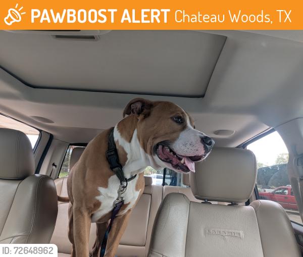 Found/Stray Male Dog last seen Chateau woods, Conroe , Chateau Woods, TX 77385