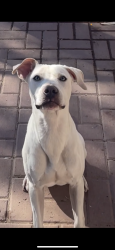 Lost Male Dog last seen Near W McDowell Rd Phoenix, AZ  85003 United States, Phoenix, AZ 85003