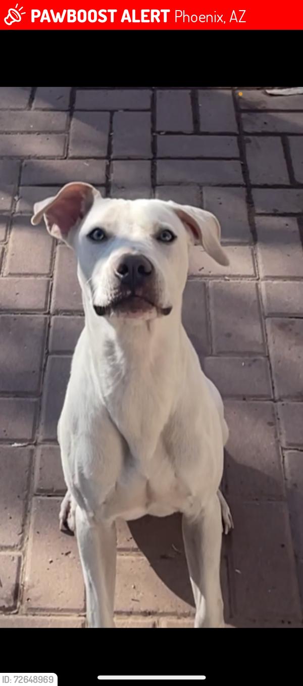 Lost Male Dog last seen Near W McDowell Rd Phoenix, AZ  85003 United States, Phoenix, AZ 85003