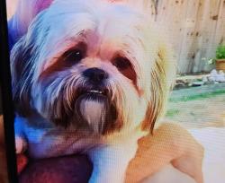 Lost Male Dog last seen Near Soledad Cyn rd Santa Clarita 91351, Santa Clarita, CA 91351
