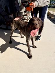Found/Stray Female Dog last seen Royal Road and Aubrey Ave, Lebanon, PA 17042