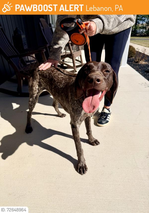 Found/Stray Female Dog last seen Royal Road and Aubrey Ave, Lebanon, PA 17042