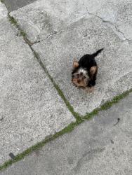 Lost Female Dog last seen C st Hayward , Hayward, CA 94541