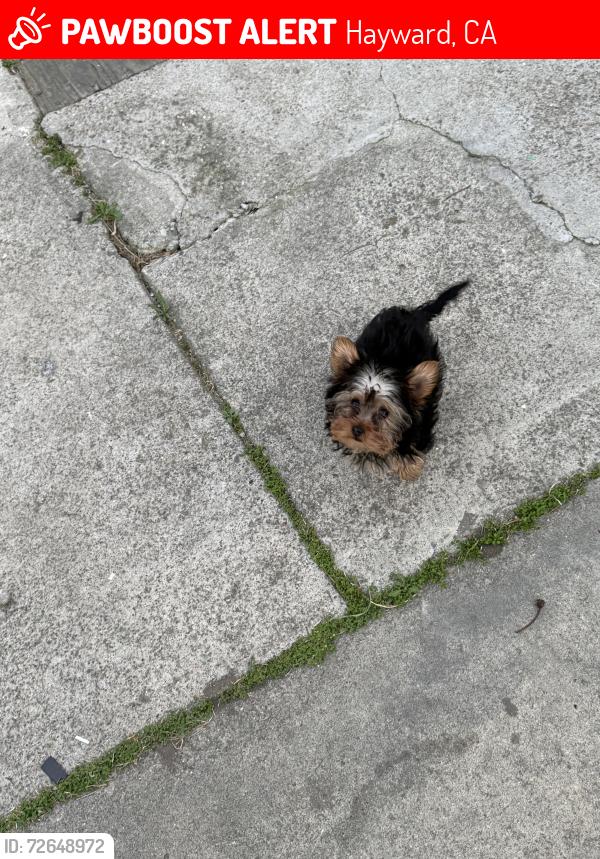 Lost Female Dog last seen C st Hayward , Hayward, CA 94541