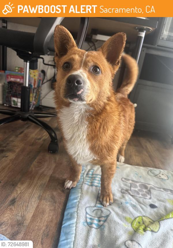 Found/Stray Male Dog last seen Fruitridge and Stockton blvd, Sacramento, CA 95824
