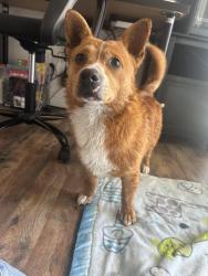 Found/Stray Male Dog last seen Fruitridge and Stockton blvd, Sacramento, CA 95824