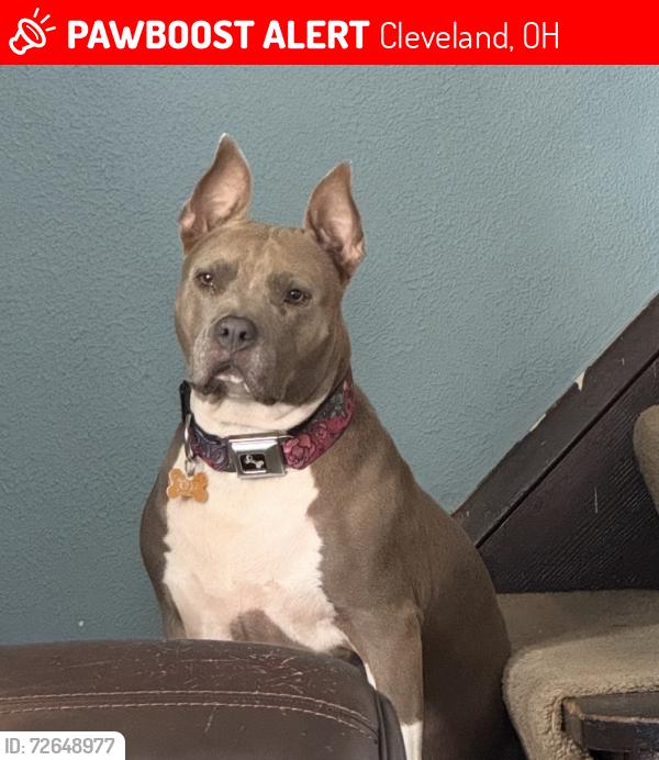 Lost Female Dog last seen E. 131st St. and Martin Luther King Jr. Drive, Cleveland, OH 44105