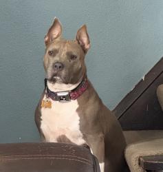 Lost Female Dog last seen E. 131st St. and Martin Luther King Jr. Drive, Cleveland, OH 44105