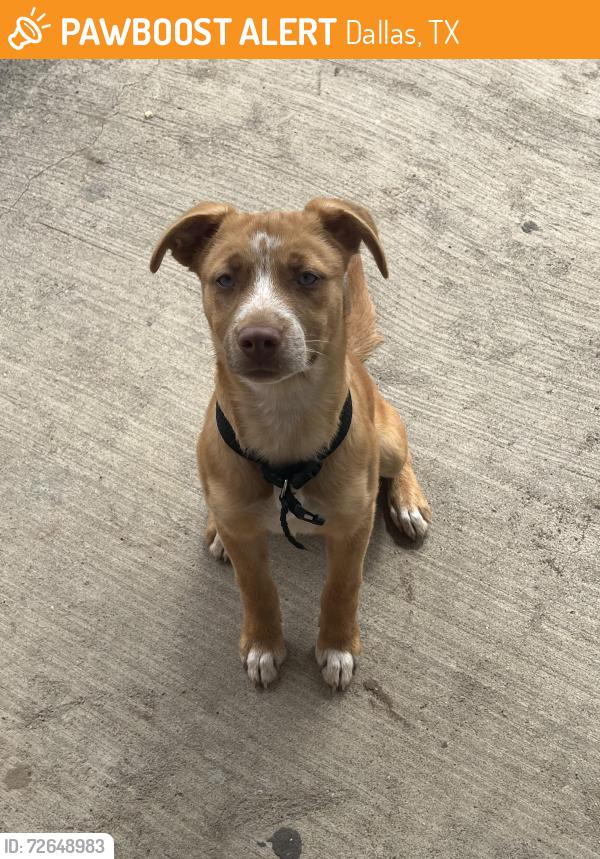 Found/Stray Female Dog last seen Piedmont dr, Dallas, TX 75227